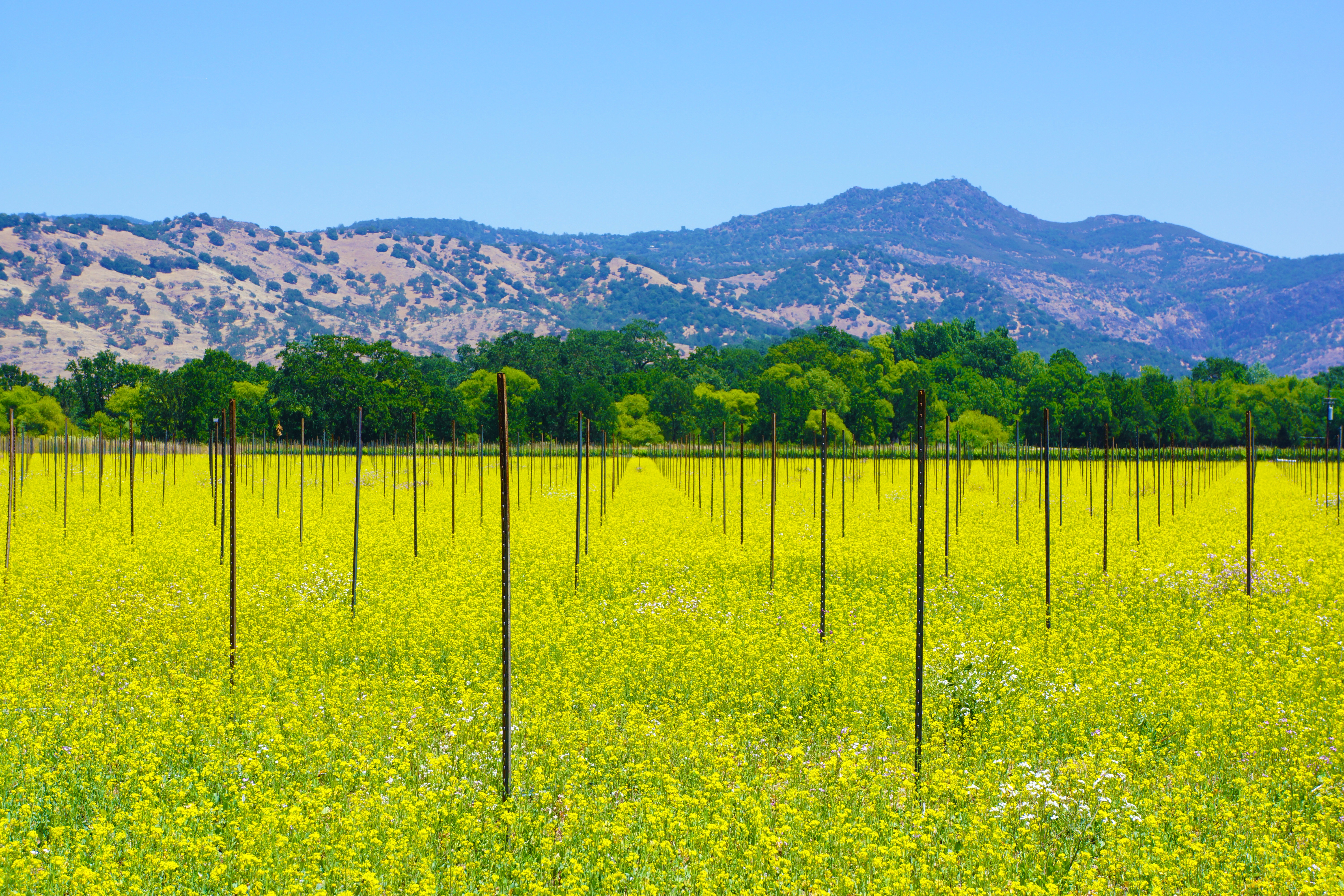 カリフォルニアのブドウ園、ワイン製造事業に電力を供給するために145kWのソーラーアレイを追加